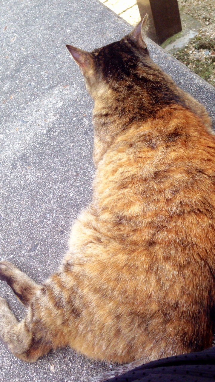 尾道を半日かけて一人旅してきた 猫さんに会えるスポット編 ティーシェルジュ